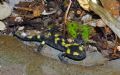 Salamandra salamandra gigliolii